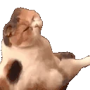 nyo emote