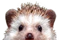 lurk emote