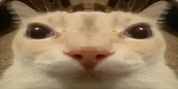 gaag emote