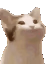 Cat emote