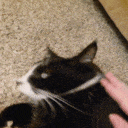 sparkysnif animated emote