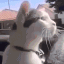 CatDrive animated emote
