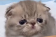 Tupid emote