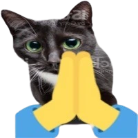praycat emote