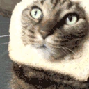 CE_CattoBread emote