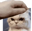 cat_pat emote