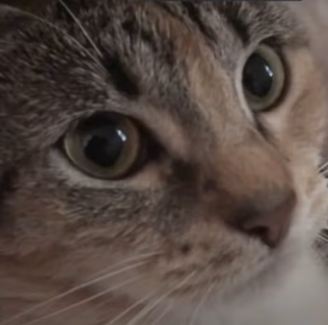 catsuprise emote