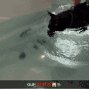 GUP animated emote
