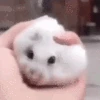 PetTheRat emote