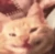 gatofeli emote