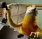 Flatericheadbang emote