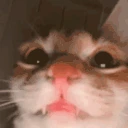 catErm5 emote