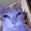 catStare emote