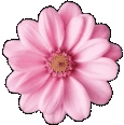 Pinkflowergif emote