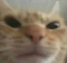 GoLiveRn emote