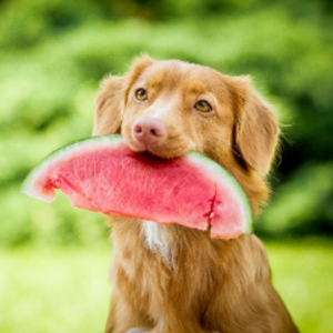 dogcrunch avatar