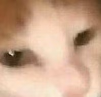 Cat emote