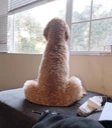 CuteDog emote