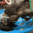 monkey_spin emote