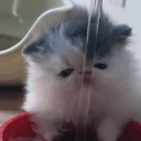 tupidDrink emote