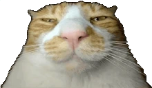 duh emote