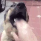 kiss_kiss emote
