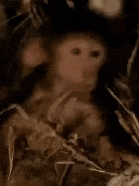 im_cooked_monkey emote