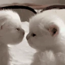 catKISS emote