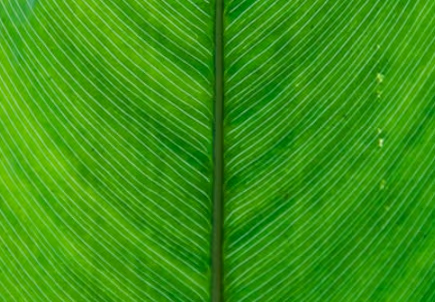 Leaf emote