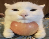 apyl static emote