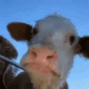 Cowge emote