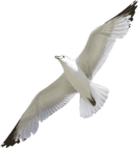 taylor_seagul emote