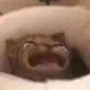cat_cry emote