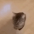 catheadbutt emote