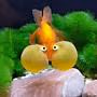 goldfish emote