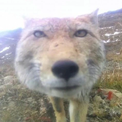 FoxStaring emote