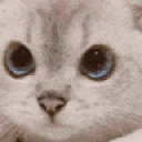 nono emote