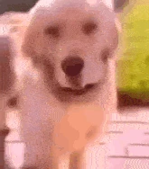 Dogavoidingtouch emote