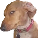 Susdog emote