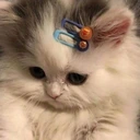 Kitty_Shy emote