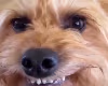 HappyDog emote
