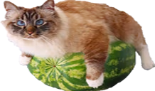 BigFluffyCatOnWatermelon emote