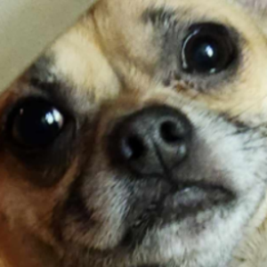 ronniedapoop avatar