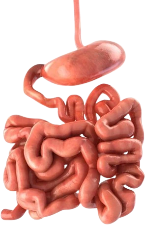 pink_noodle emote