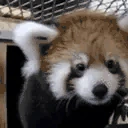 redpandaJAM emoji