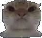 mad_kitty emote