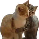 catt_hug emote