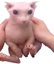 BINGUS emote