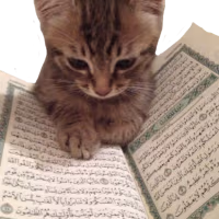 quran_cat emote