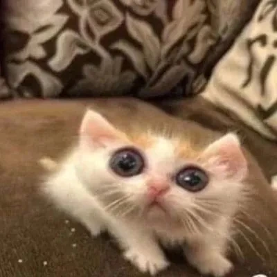 goffycatmeme emote